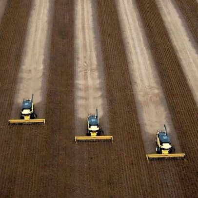 China amplia vantagem da soja brasileira e reduz demanda por grãos dos EUA