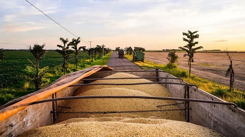 Caçamba de caminhão lotada de soja