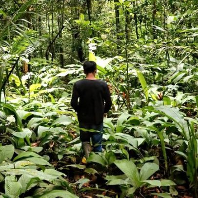 O que é preciso para proteger a Amazônia, diz Virgílio Viana