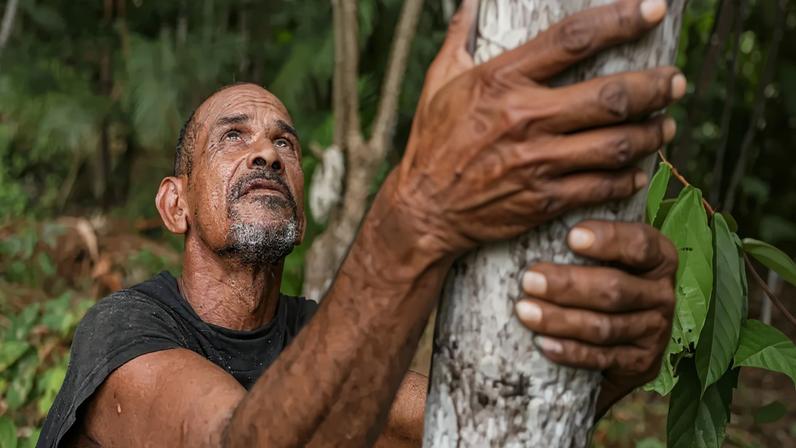 Plantação de açaí em sistema de agrofloresta #46_2