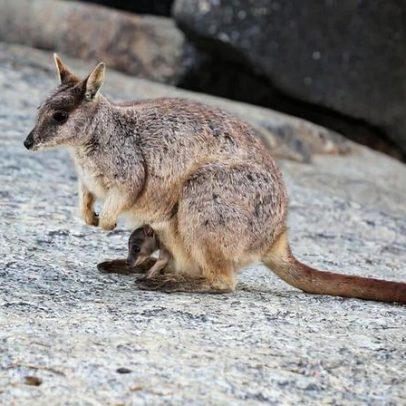 Pressão sobre o uso da terra na Austrália aumenta