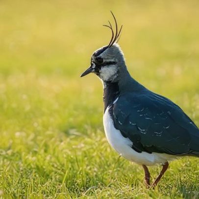 Botes afundados no Tâmisa criam nova ilha para aves