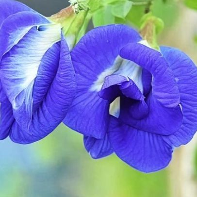 Flor azul transforma renda de agricultores na Índia