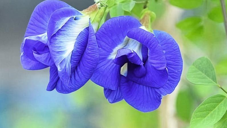 Butterfly pea grows wild across India