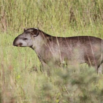 Brasil apresenta estratégia para a natureza