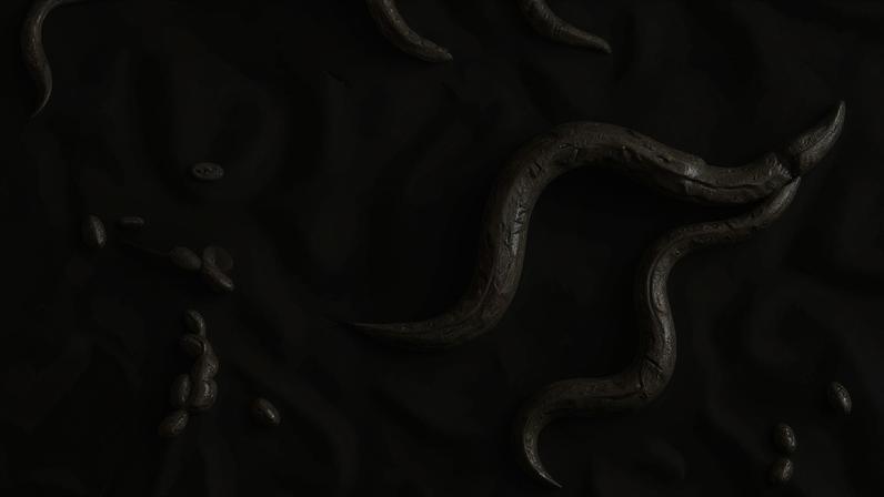 Despite lacking eyes and the light-sensitive molecules required for vision, C. elegans roundworms can sense the color of the light in their environment.
