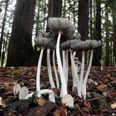 Inventário de vida na Califórnia mapeia fauna e flora