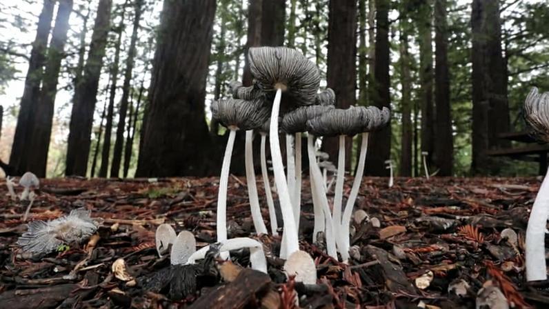 Mushrooms in San Mateo County, California. Photo by Rhett Ayers Butler