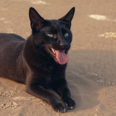 Dois adolescentes suspeitos de matar cão Orelha estão nos EUA, diz polícia