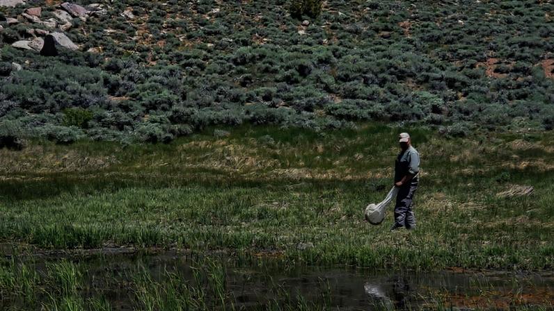 Austin Baker sweeping the vegetation for insects at one of the highest-elevation collecting points for the project in the White Mountains. Image courtesy of Nathan Tang and Jesse Laine.