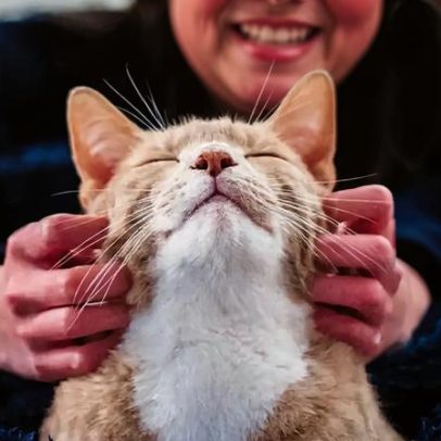 Quando os gatos foram domesticados? A origem da domesticação felina