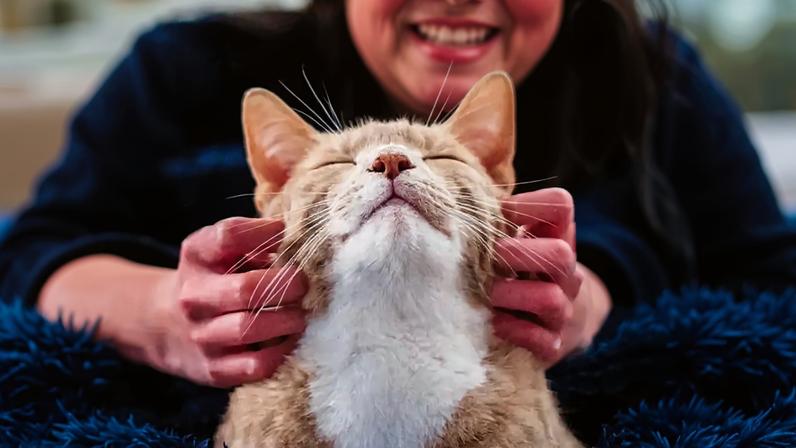 Gato doméstico moderno