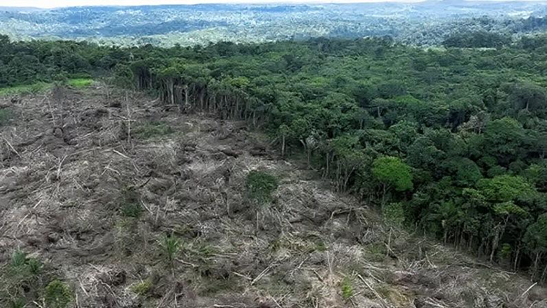 UK national security is threatened by the loss of biodiversity in ecosystems like the Amazon rainforest, the new report says