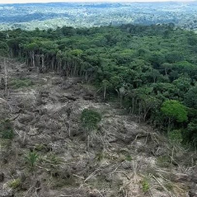 Perda de biodiversidade é risco à segurança nacional, alertam a inteligência
