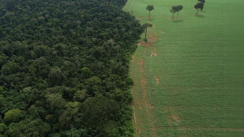 Esvaziamento da moratória da soja coloca reputação do país em risco
