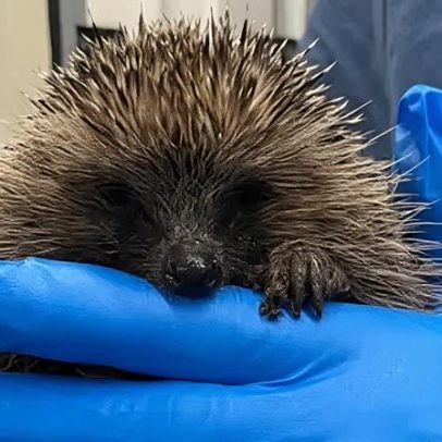 Câmeras ocultas revelam hábitos noturnos de ouriços