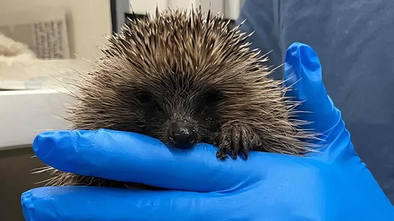 A hedgehog is seen peering over a blue-gloved hand. The animal's nose, claw and black eyes are visible together with the black and white spines.
