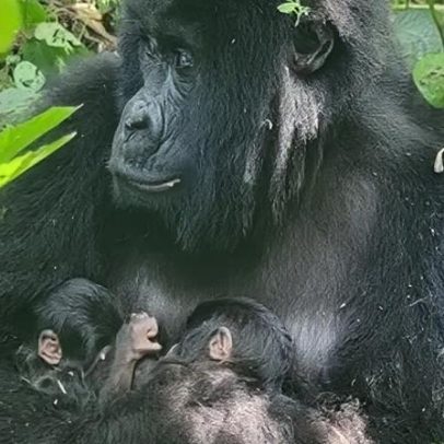 Gêmeos de gorila-da-montanha nascem no parque nacional mais antigo da África