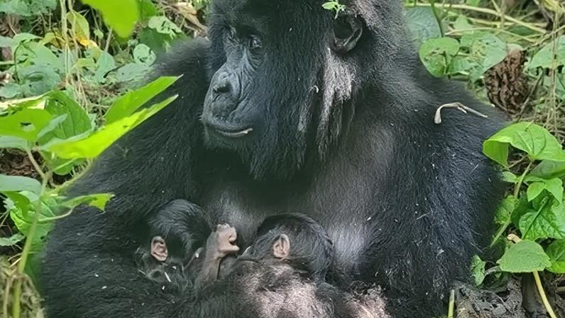 Mafuko, who is 22 years old, and her twins will be closely monitored by staff at Virunga National Park to support them at this critical early period