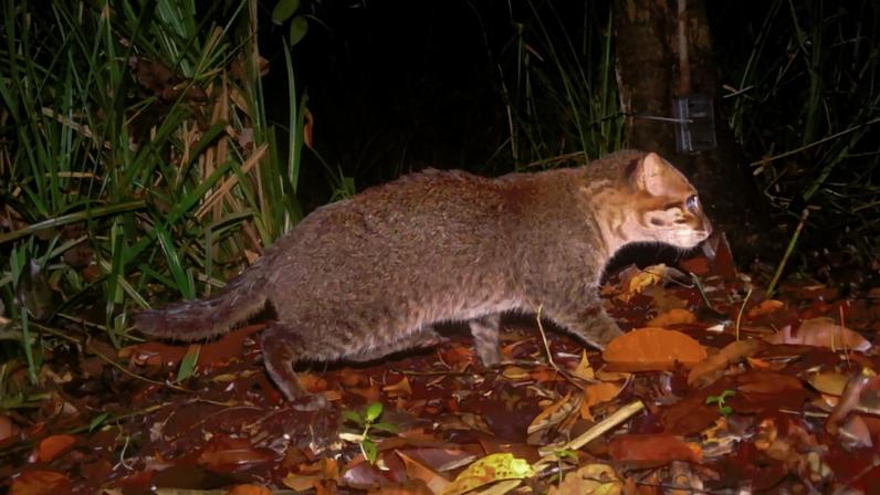 Camera-trap image of a flat-headed cat photographed in Thailand. Image courtesy of DNP/Panthera.