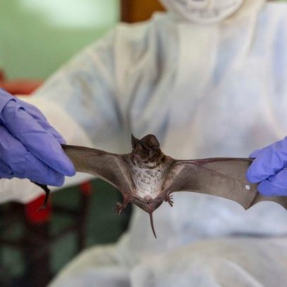 Índia detecta cinco casos de Nipah e países reforçam segurança