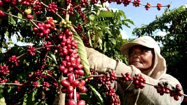 Capacitação leva boas práticas trabalhistas à cafeicultura brasileira
