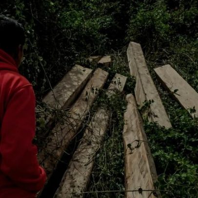 Após anos de progresso, Indonésia encara tragédia com pico de desmatamento