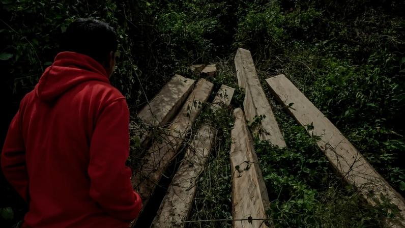 Após anos de progresso, Indonésia encara tragédia com pico de desmatamento