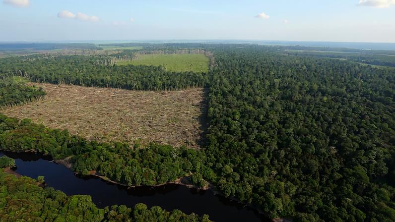 Indonésia afirma recuperar 4 milhões de ha de terras de plantação e mineração