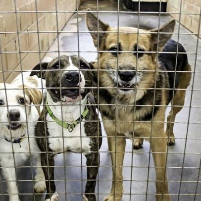 Lei Federal amplia proteção a animais durante o Julho Dourado
