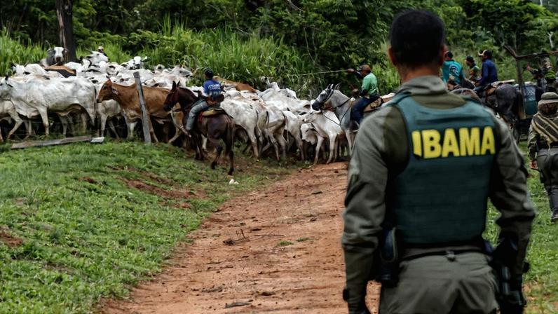 Colaboradores e fiscais do Ibama na separação de gado durante uma ação de desintrusão no território indígena Apyterewa. Foto: Bruno Peres/Agência Brasil