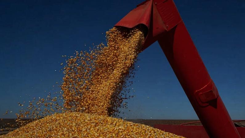 O milho representou dois terços das exportações brasileiras para o Irã em 2025 – foto: Wenderson Araujo/CNA