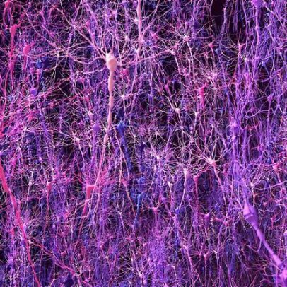 Modelo cerebral biológico iguala animais em aprendizado e revela descobertas