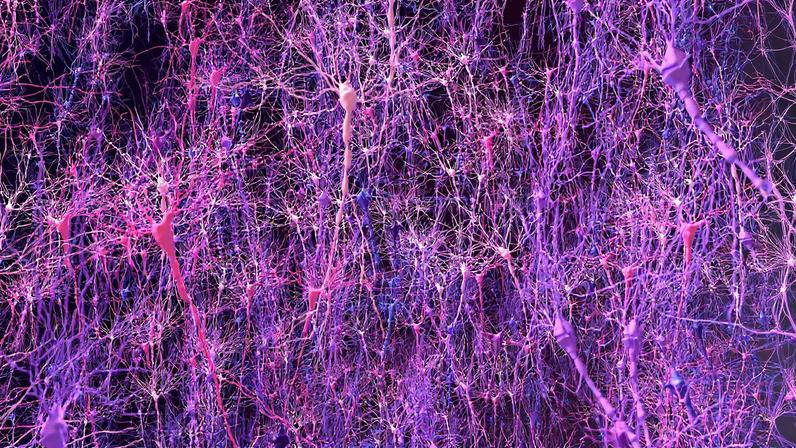 A multi-institutional team of researchers has created a model of brain function, based on biological principles, that not only demonstrated learning similar to lab animals, but also helped to enable new biological discovery.