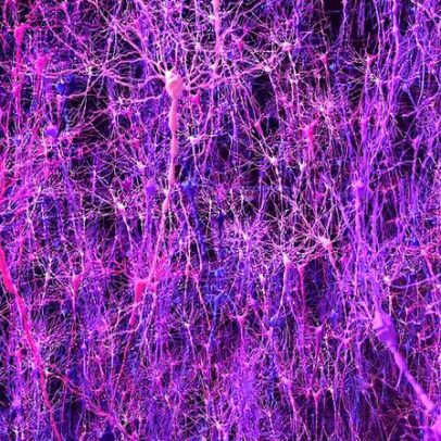 Modelo cerebral biológico iguala animais na aprendizagem e abre novas descobertas