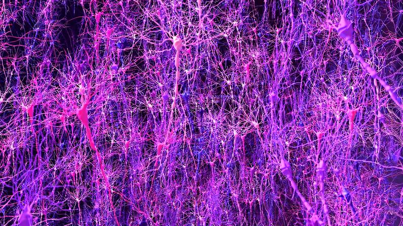 A multi-institutional team of researchers has created a model of brain function, based on biological principles, that not only demonstrated learning similar to lab animals, but also helped to enable new biological discovery.