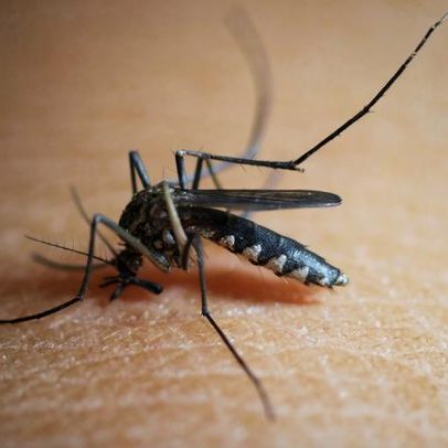 Brasileiros publicam maior estudo sobre sequelas do zika