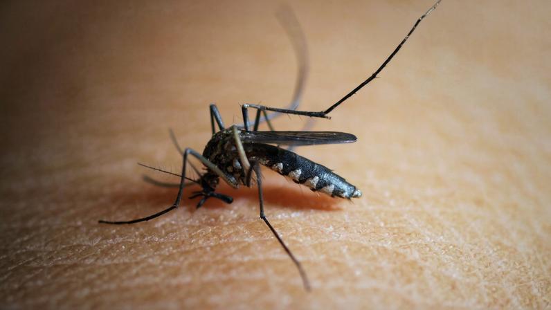 Mosquito da Dengue, Aedes Aegypti, picada, malária. Foto: 41330/Pixabay