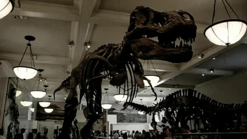 Esqueleto de Tiranossauro Rex em exposição no Museu Americano de História Natural, em NY