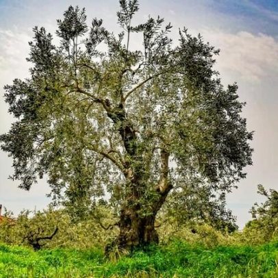Crise das oliveiras na Europa afeta natureza e cultura, com soluções