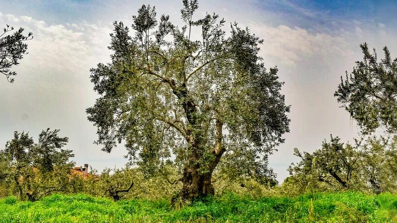 An olive tree and grove. Image by Dimitris Vetsikas via Pixabay.