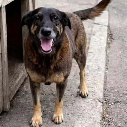 Morte do cão Orelha expõe violência animal e mil denúncias por ano