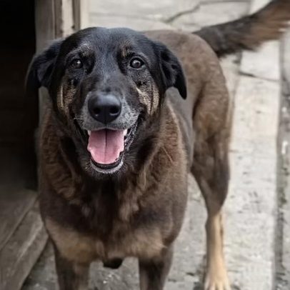 Caso do cão Orelha: morte após agressão em SC é investigado