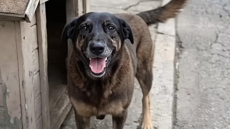 Orelha era um dos cães mascotes da região da Praia Brava, em Florianópolis. Créditos: Reprodução/Redes sociais