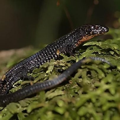 Grécia antiga criou acidentalmente arcas para animais raros