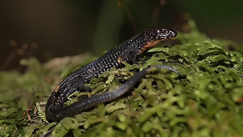 Grécia antiga criou acidentalmente arcas para animais raros