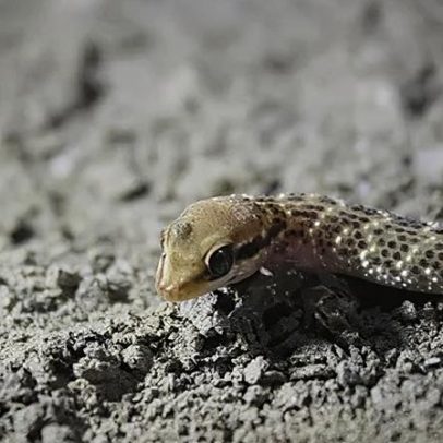 Animais resgatados nas antigas 'arcas' acidentais da Grécia