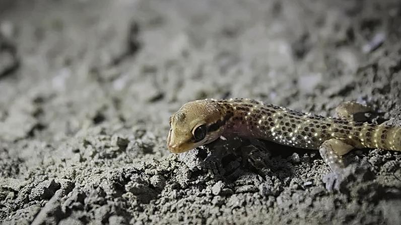 A dark gecko sits on bright leafy vegetation (Credit: Alejandra Arana)