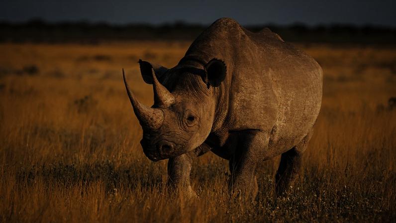 Chifres de rinoceronte radioativos ajudam na conservação