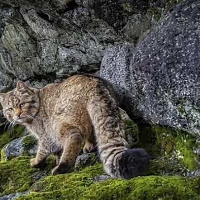 Imagens raras mostram retorno do gato-fantasma às florestas europeias